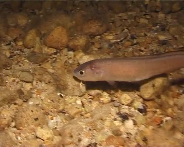 Ophidion Rochei Marine Ψάρια Cuskeel Μαύρη Θάλασσα Ψάρια — Αρχείο Βίντεο
