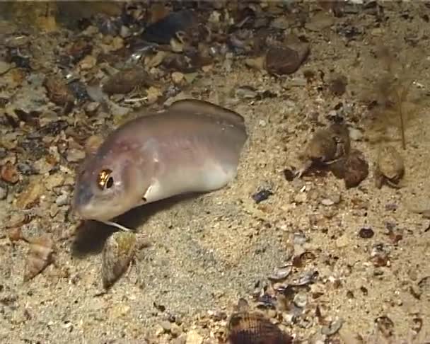 Ophidion Rochei Pescado Marino Cuskeel Peces Mar Negro — Vídeo de stock