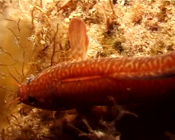 Rocher Littoral Gaidropsarus Mediterraneus Nage Parmi Les Algues Mer Noire — Video