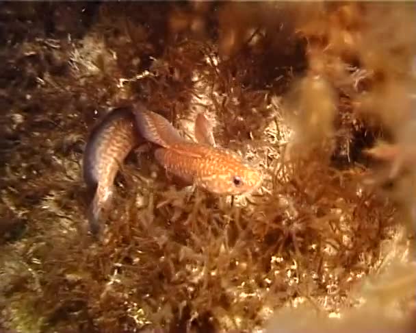 Orilla Rocosa Gaidropsarus Mediterraneus Nada Entre Las Algas Marinas Mar — Vídeos de Stock