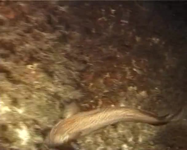 Orilla Rocosa Gaidropsarus Mediterraneus Nada Entre Las Algas Marinas Mar — Vídeos de Stock