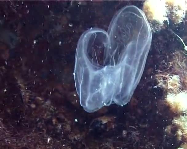 Ctenóforos Invasor Peines Mar Negro Medusas Mnemiopsis Leidy Ucrania Parte — Vídeos de Stock