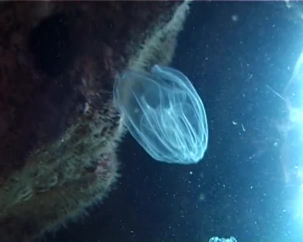 Żebropławy Grzebień Okupanta Morza Czarnego Jellyfish Leidy Ukraina Północnej Części — Wideo stockowe
