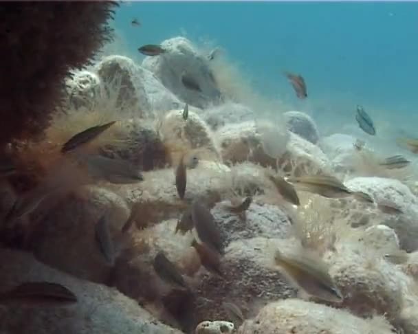 Ctenophores Hřeben Útočníka Černému Moři Medúzy Druh Mnemiopsis Leidy Ukrajina — Stock video