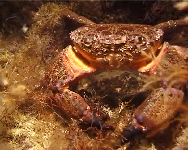 Warzenkrabbe Eriphia Verrucosa Schwarzes Meer — Stockvideo