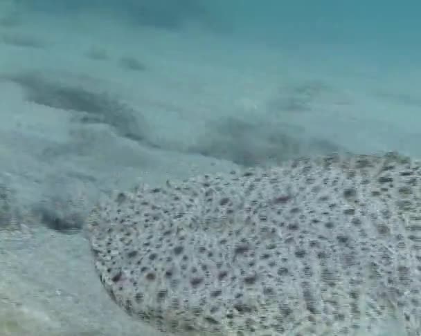 Karadeniz Kalkan Balığı Psetta Maeotica Pleuronectiformes Scophthalmidae Balık Deniz Balık — Stok video
