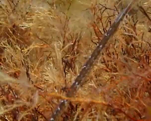 Svarta Havet Bred Pipfisk Syngnathus Typhle Simmar Bland Havsröda Och — Stockvideo