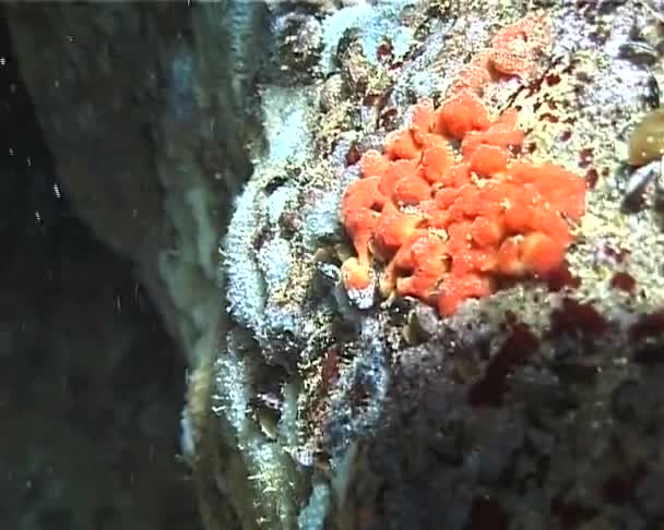 Σφουγγάρι Θάλασσας Στα Υποβρύχια Βράχια Στη Μαύρη Θάλασσα — Αρχείο Βίντεο