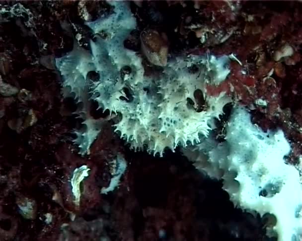 Éponge marine sur les rochers sous-marins de la mer Noire 