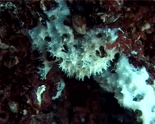 Esponja Marina Sobre Rocas Submarinas Mar Negro — Vídeo de stock
