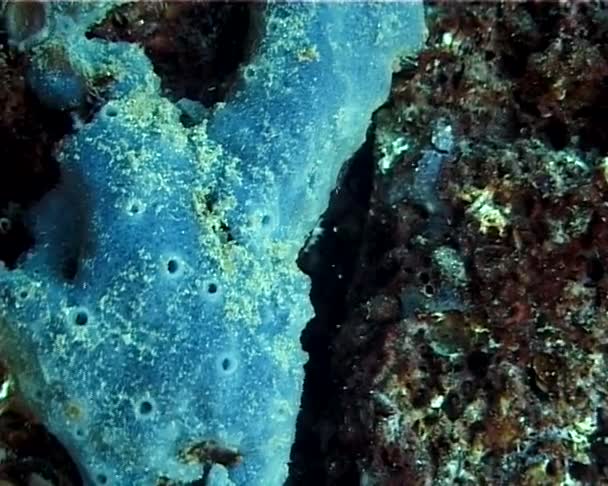 Σφουγγάρι Θάλασσας Στα Υποβρύχια Βράχια Στη Μαύρη Θάλασσα — Αρχείο Βίντεο