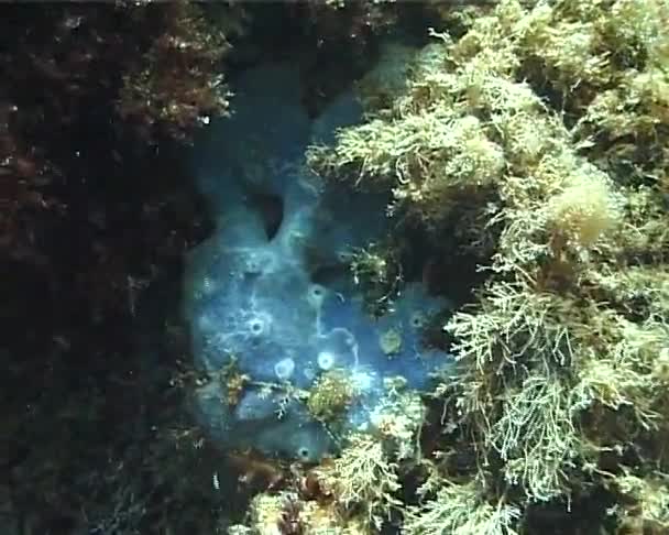 Esponja Marina Sobre Rocas Submarinas Mar Negro — Vídeo de stock