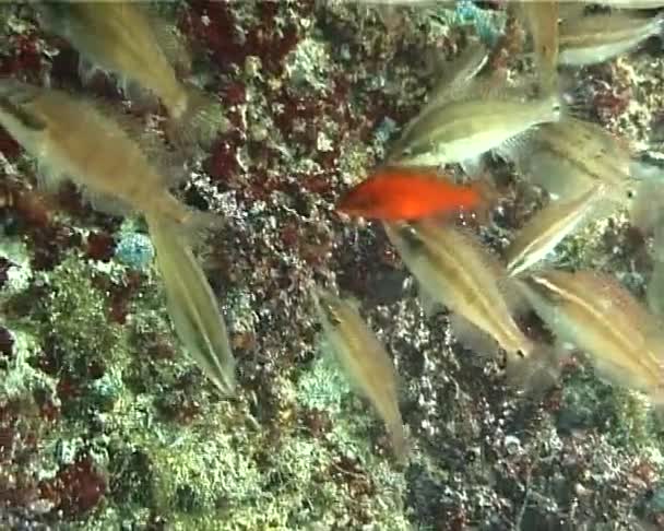 Red Wrasse Form Symphodus Juveniles Looking Food Algae — Stockvideo