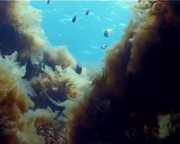 Fåglar Simmar Bland Alger Svarta Havet Krim Tarkhankut — Stockvideo