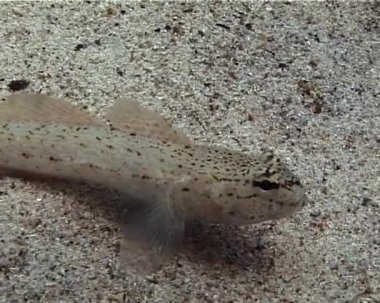 Kırım, Ukrayna 'da kumlu deniz yatağında (Gobius bucchichi) Karadeniz Goby