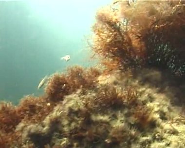 Karadeniz 'deki sualtı manzaraları, makrofitte algler ve balıklar da aralarında.