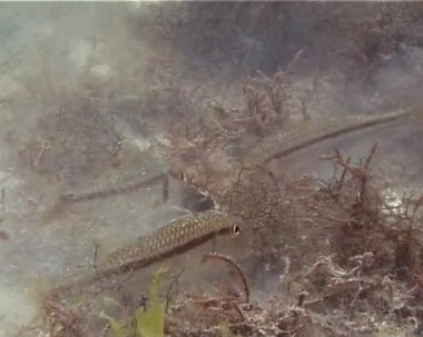 Karadeniz Balığı, (Mullus barbatus ponticus). Kırmızı kefal 
