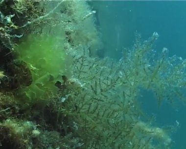 Karadeniz kıyı bölgesinde taşların ve kayaların üzerindeki yeşil yosunlar.