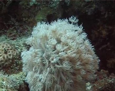 Mercan resifindeki yumuşak mercan polipleri Elf Ston planktonları, Kızıl Denizi, Mısır 'ı yakalıyor