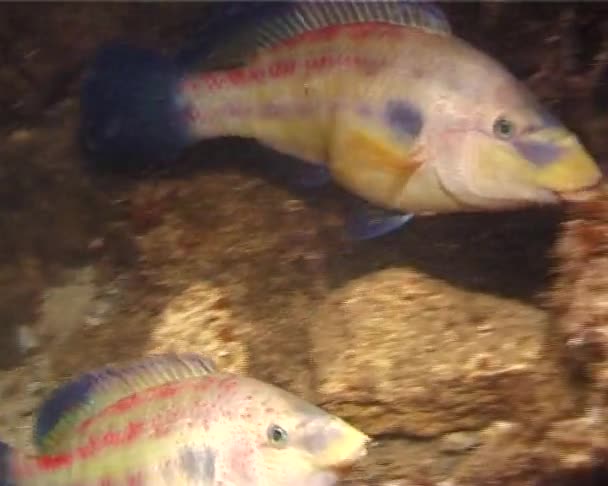 Pacock Wrasse Symphodus Tinca Рыбы Спят Ночью Расщелинах Скал Черном — стоковое видео