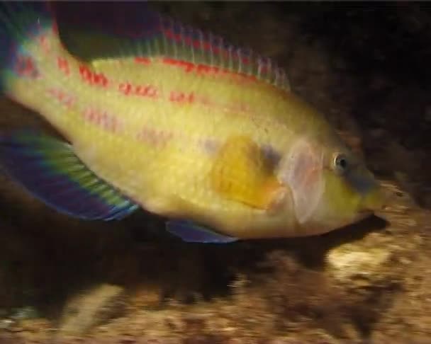 Tavus Kuşu Wrasse Symphodus Tinca Geceleri Yarıklar Taş Karadeniz Balık — Stok video