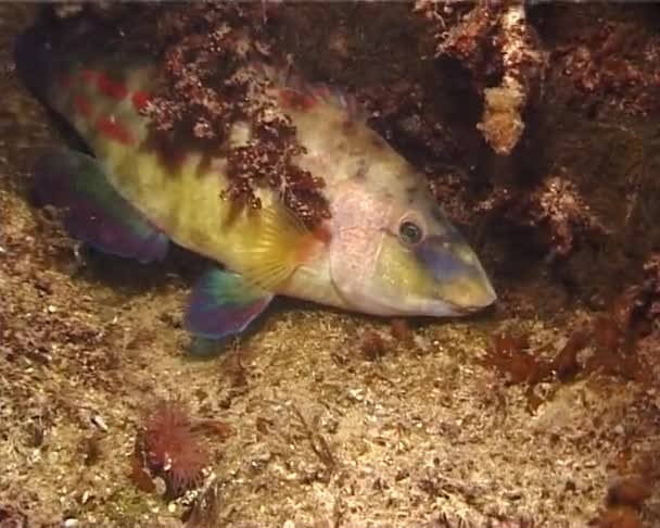 Peacock Wrasse Symphodus Tinca Vis Slapen Nachts Spleten Van Rotsen — Stockvideo