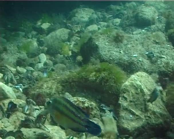 Wrasse Symphodus Tinca Που Αναζητά Τροφή Μεταξύ Των Φυκιών — Αρχείο Βίντεο