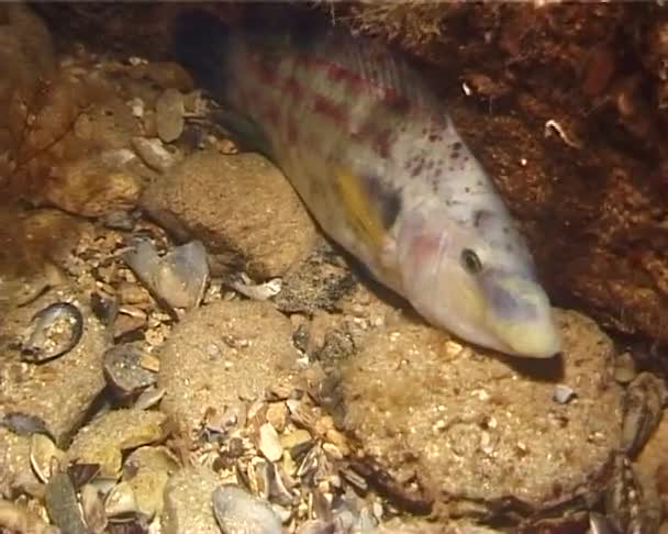 Peacock Wrasse Symphodus Tinca Fisk Sömn Natten Sprickor Stenar Svarta — Stockvideo