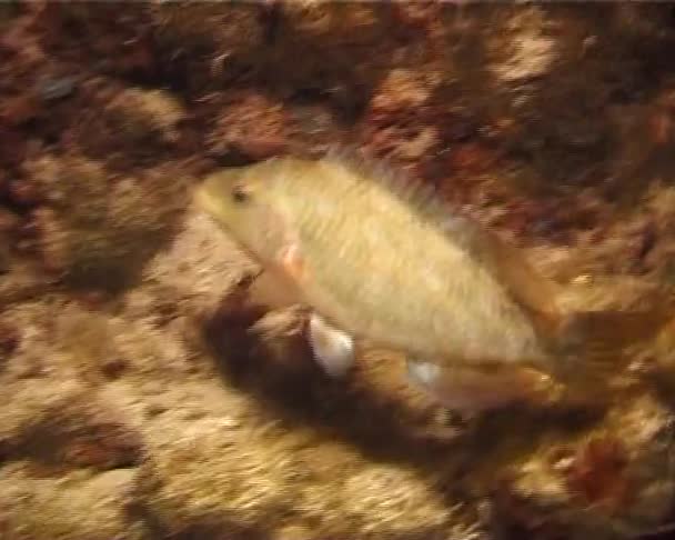 Tavus Kuşu Wrasse Symphodus Tinca Geceleri Yarıklar Taş Karadeniz Balık — Stok video