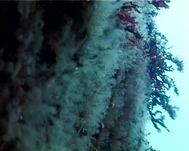 Gęstwiny Morskich Polipów Wodnych Skałach Krymie Morzu Czarnym — Wideo stockowe
