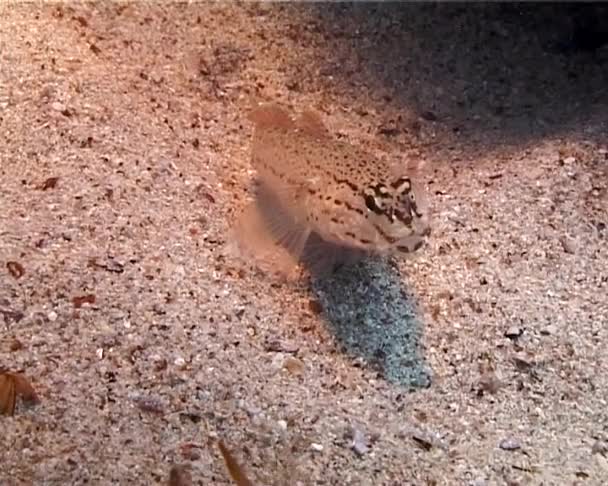 Goby Czarnomorskie Gobius Bucchichi Piaszczystym Dnie Morskim Krymie Ukraina — Wideo stockowe