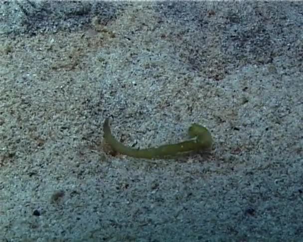 Marine Roundworm Wriggling Bottom Black Sea Crimea Tarkhankut — Vídeos de Stock