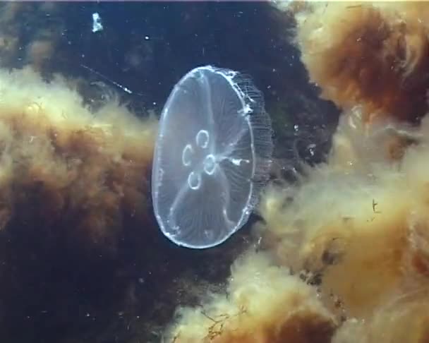 Aurelia Uszata Księżyc Galaretki Księżyc Jellyfish Jellyfish Wspólne Lub Spodek — Wideo stockowe