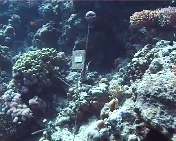 Red Coral Reef Πληροφορίες Πλάκα Marine Park Μελέτη Site — Αρχείο Βίντεο