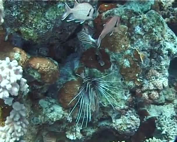 Közös Lionfish Pteriis Volitans Úszik Egy Korallzátony Vörös Tenger — Stock videók