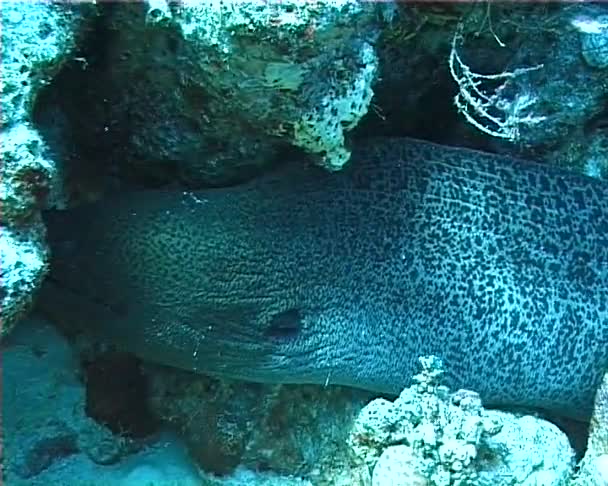 Anguilla Gigante Morey Gymnothorax Javanicus Molto Comune Nel Mar Rosso — Video Stock