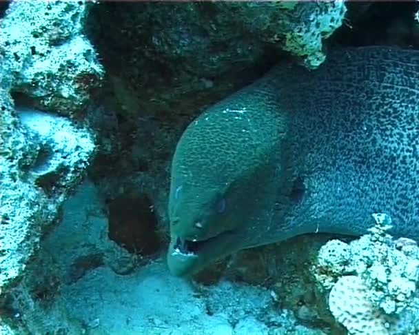 巨大的莫雷鳗鱼 Gymnothorax Javanicus 是红海的常见 Murena Murey 珊瑚礁海底深海潜水埃及 — 图库视频影像