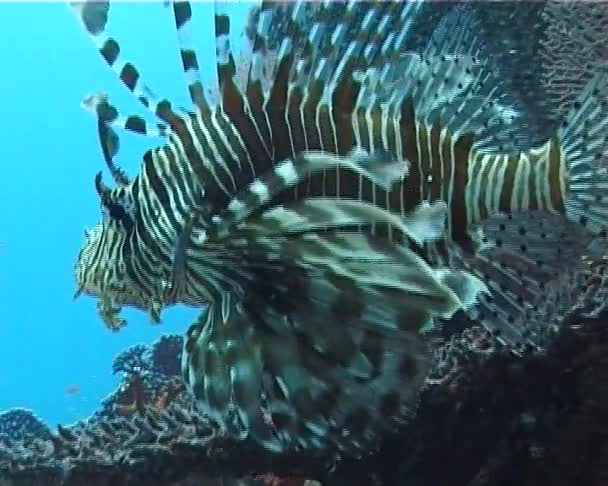 普通条狮子鱼 Pteriis Volitans 漂浮在红海的珊瑚礁上 — 图库视频影像
