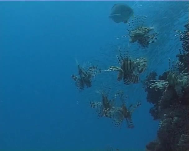 Lionfish Graciosamente Flutuando Sobre Recife Coral Lionfish Comum Nada Sobre — Vídeo de Stock