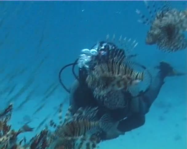 Lionfish Flottant Gracieusement Dessus Récif Corallien Lionfish Commun Nage Dessus — Video