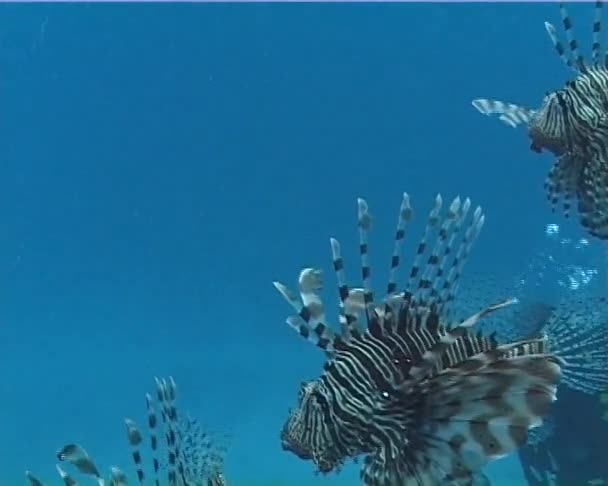 优雅地漂浮在珊瑚礁上 普通的狮子游过珊瑚礁 Pterois — 图库视频影像