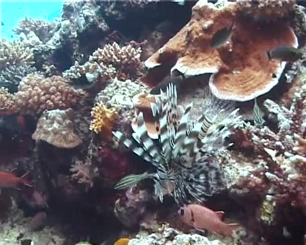 Pesce Leone Comune Pteriis Volitans Galleggia Una Barriera Corallina Nel — Video Stock