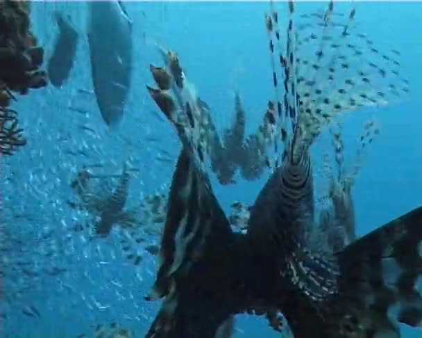 优雅地漂浮在珊瑚礁上 普通的狮子游过珊瑚礁 Pterois — 图库视频影像