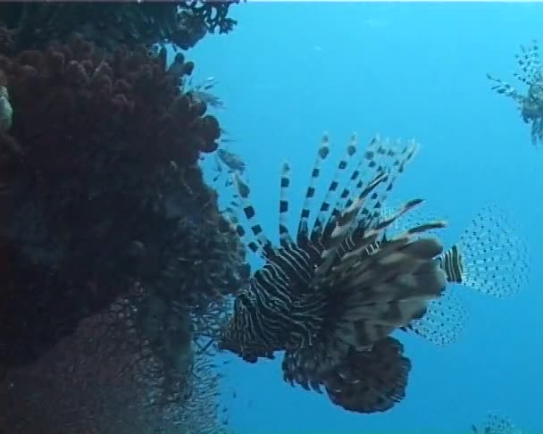 Lionfish Graciosamente Flutuando Sobre Recife Coral Lionfish Comum Nada Sobre — Vídeo de Stock