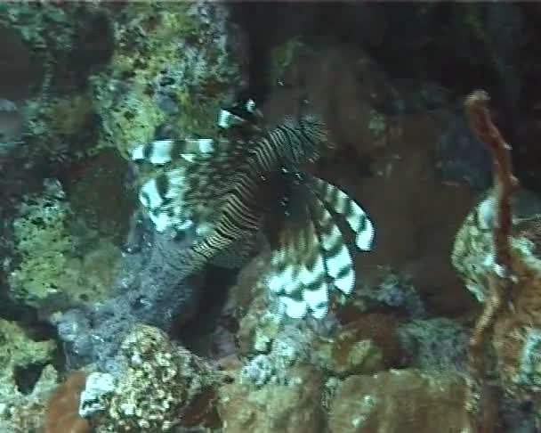 Lionfish Gracefully Floating Coral Reef Common Lionfish Swims Coral Reef — Stock Video