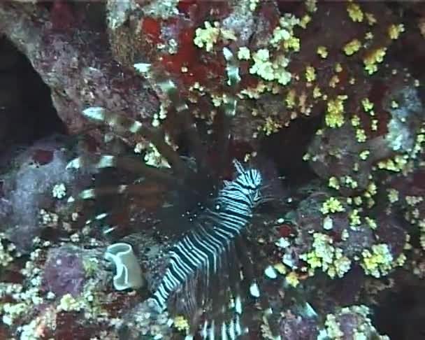 优雅地漂浮在珊瑚礁上 普通的狮子游过珊瑚礁 Pterois — 图库视频影像