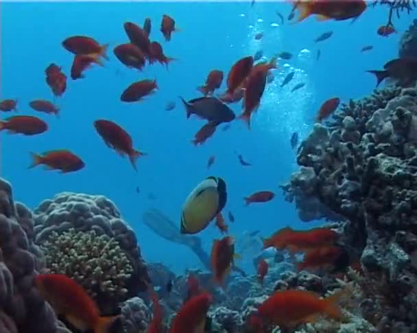 Τροπικά Ψάρια Κοντά Έναν Κοραλλιογενή Ύφαλο Στην Ερυθρά Θάλασσα Αίγυπτος — Αρχείο Βίντεο