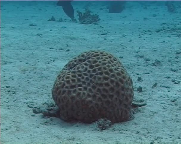 Coral Esférico Fundo Arenoso Mar Vermelho Escleractinia Madreporaria — Vídeo de Stock