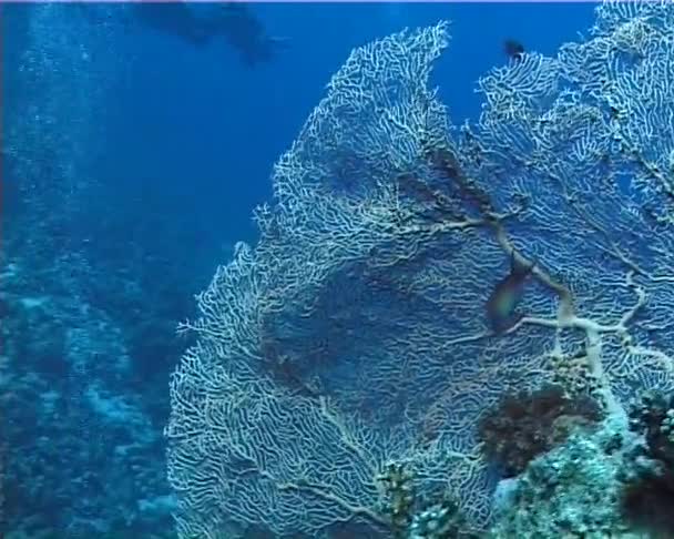 Arrecife Coral Mar Rojo Abu Dub Hermoso Paisaje Submarino Con — Vídeos de Stock