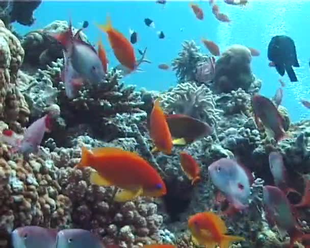 Poissons Tropicaux Près Récif Corallien Mer Rouge Egypte — Video